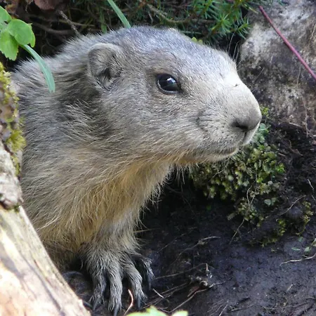 Appartement Muetzengruss *