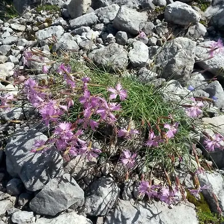 Muetzengruss Appartement
