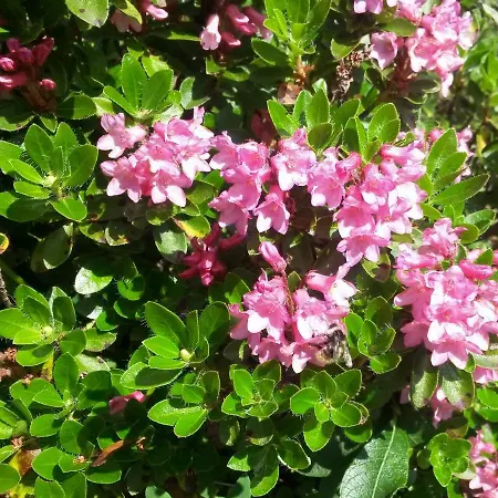 Muetzengruss Appartamento Filzmoos