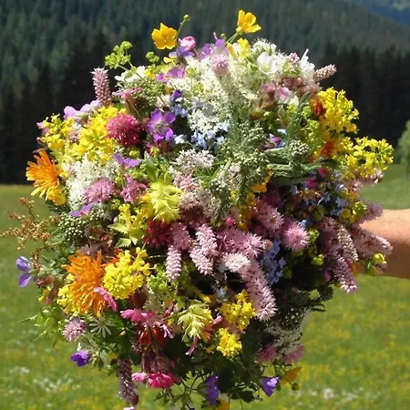 Muetzengruss Filzmoos