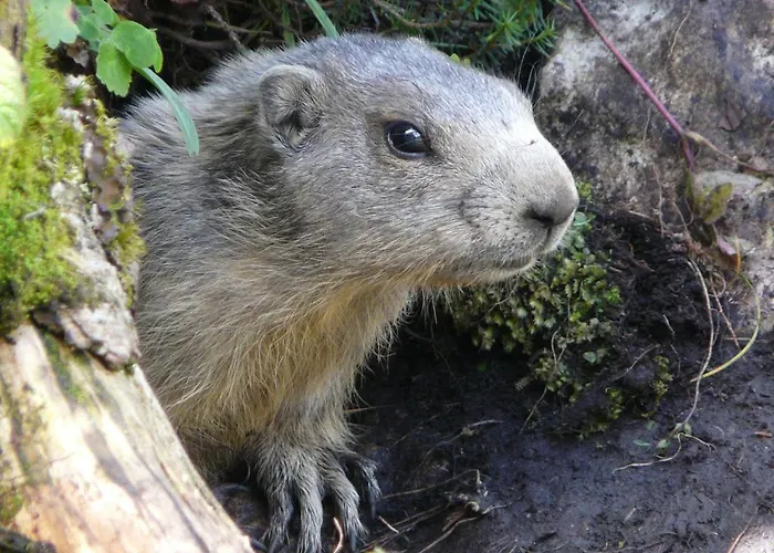 شقة Muetzengruss *