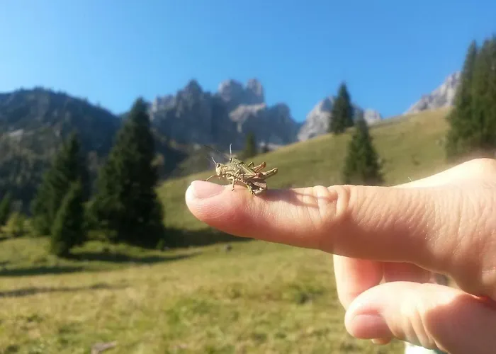 شقة Muetzengruss فيلزموس