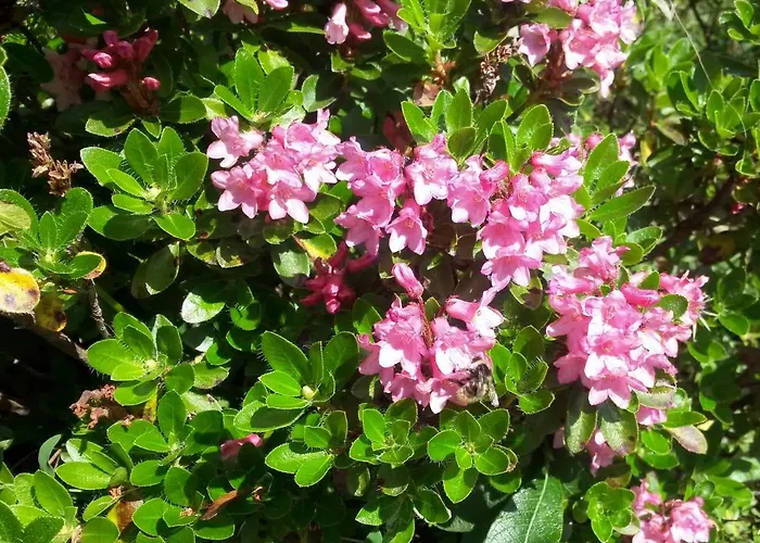 Muetzengruss شقة فيلزموس